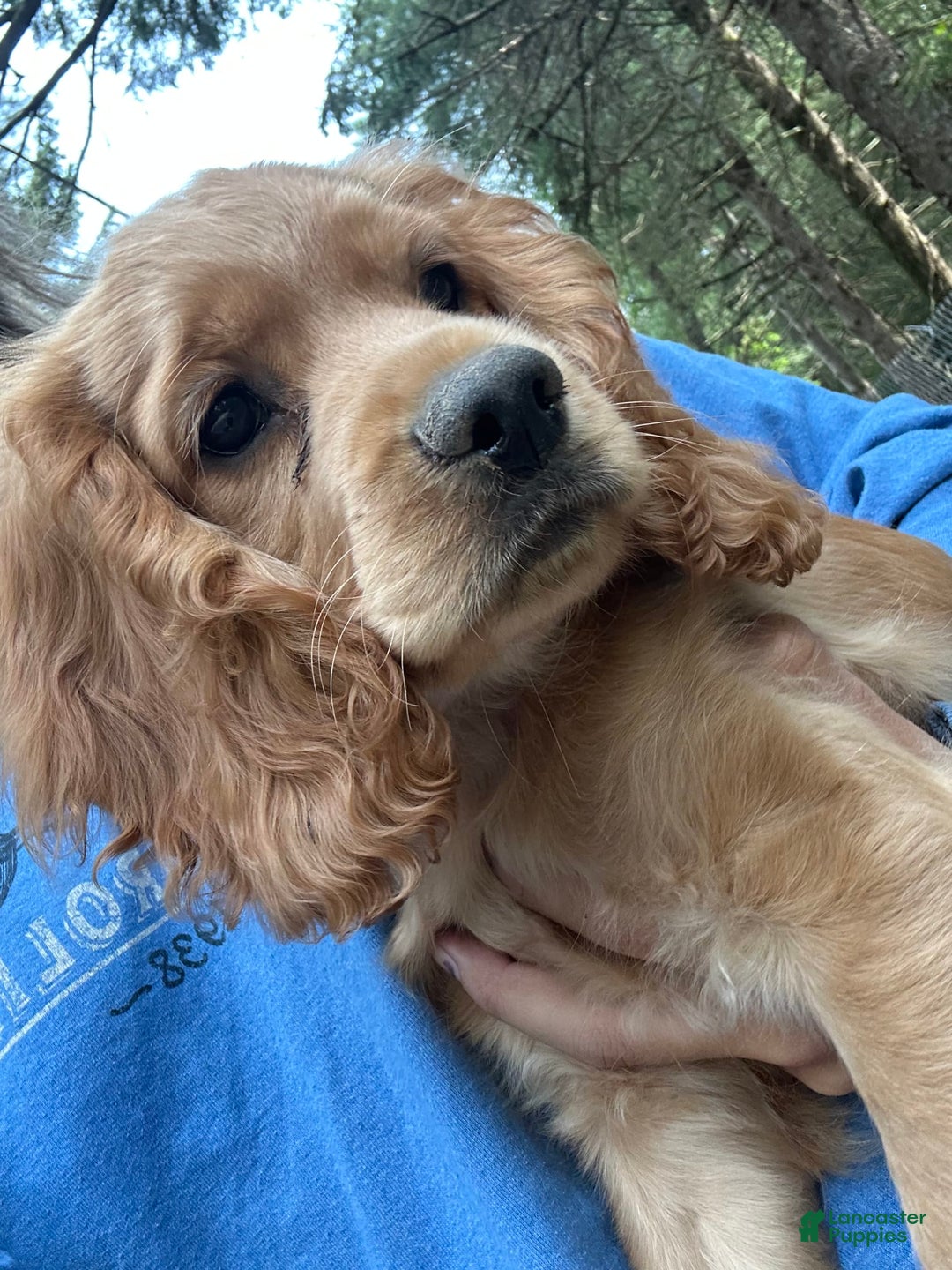 Cocker Spaniel dogs for sale: Marley - Image 3