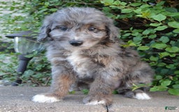 Mini Aussiedoodle dogs for sale: Mini Ava - Image 2