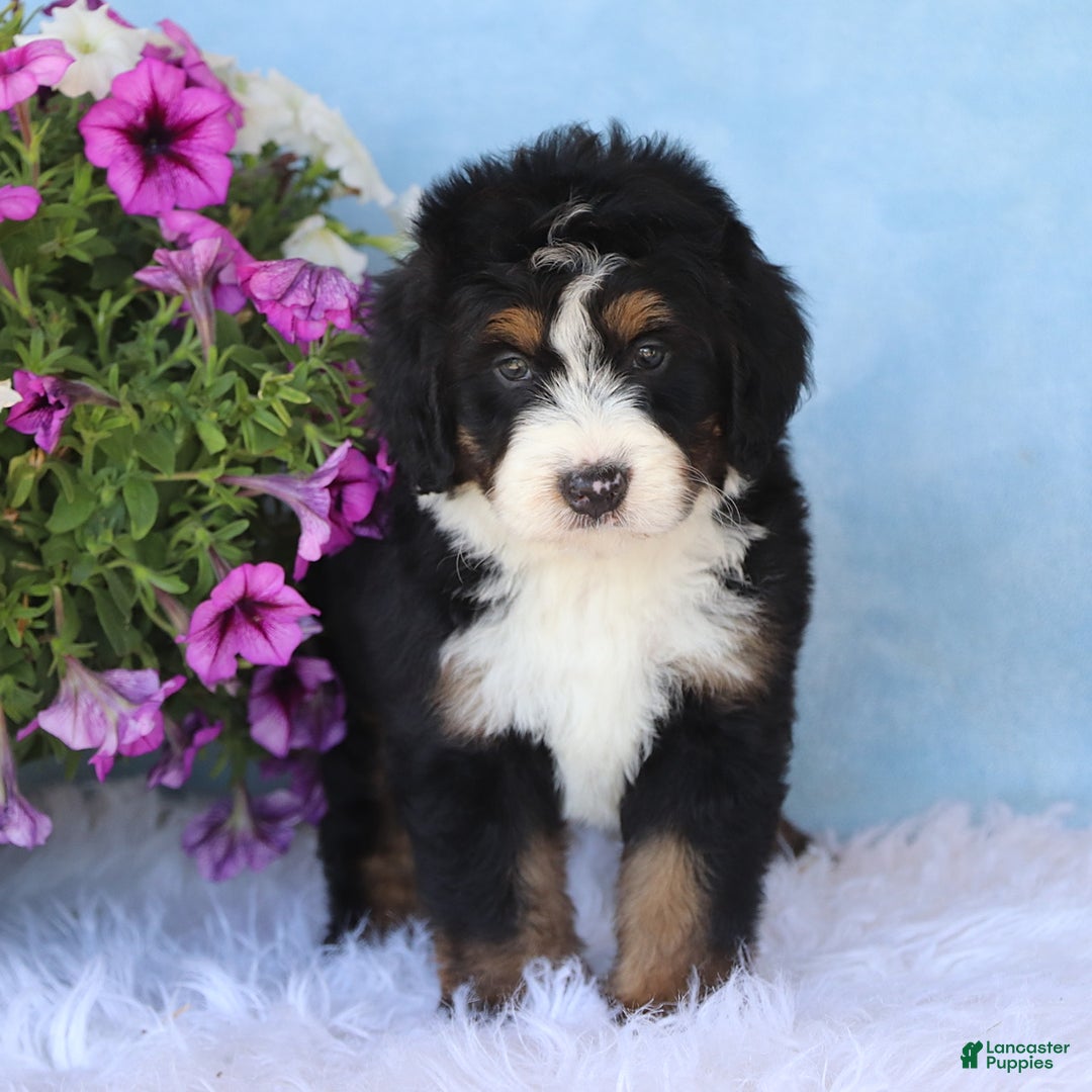 Mini Bernedoodle dogs for sale: Teddy - Image 2