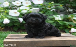 Teddy Bear dogs for sale: Midnight - Image 1