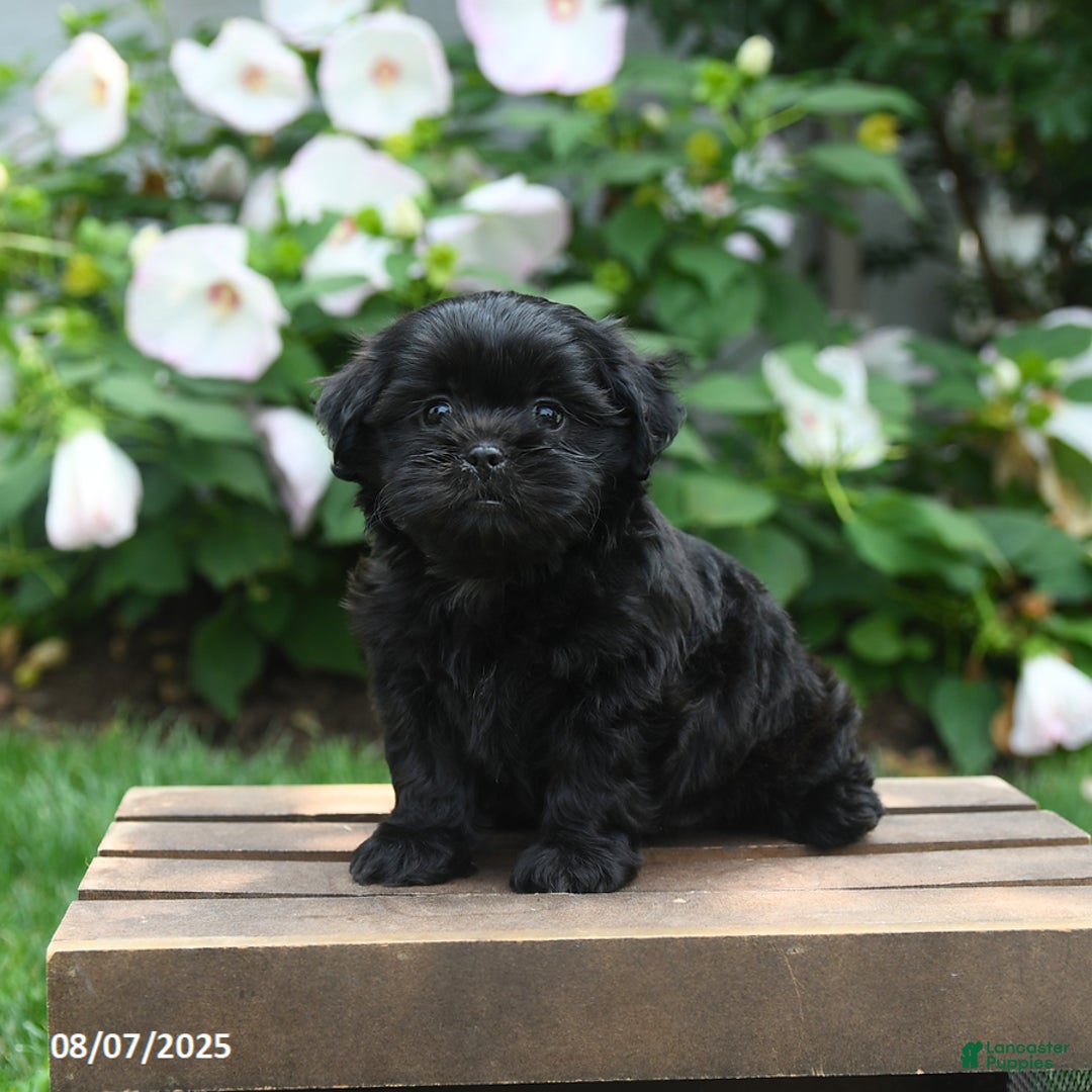 Teddy Bear dogs for sale: Midnight - Image 1
