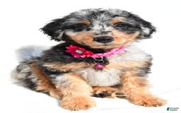 Mini Aussiedoodle dogs for sale: Ellia - Image 1