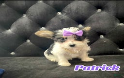 Yorkshire Terrier dogs for sale: Patrick Starr - Image 27