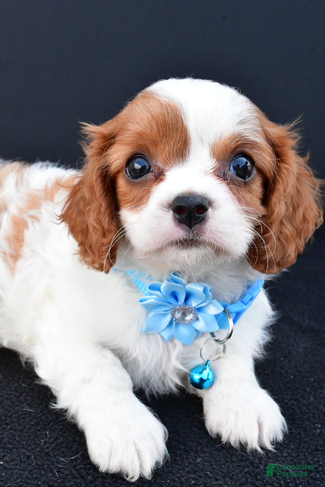 Cavapoo dogs for sale: Cavapoo 4 puppies - Image 3