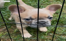 French Bulldog dogs for sale: Lucy - Image 5