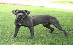 Cane Corso dogs for sale: Belle - Image 7