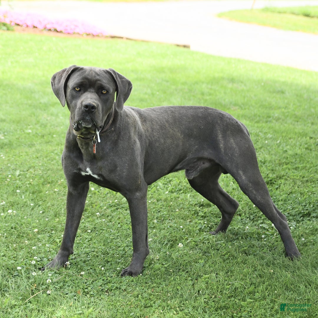 Cane Corso dogs for sale: Belle - Image 7
