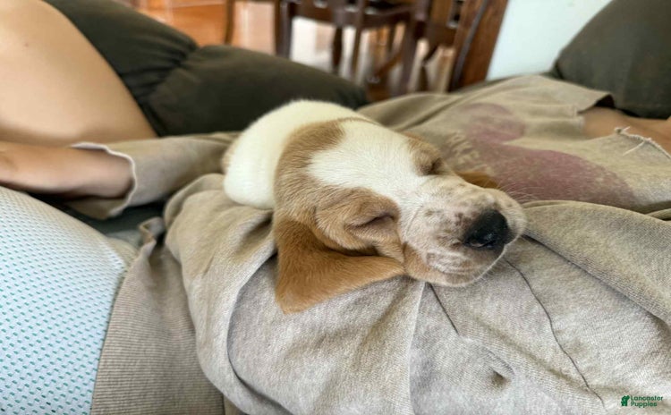 Basset Hound dogs - Advert 15