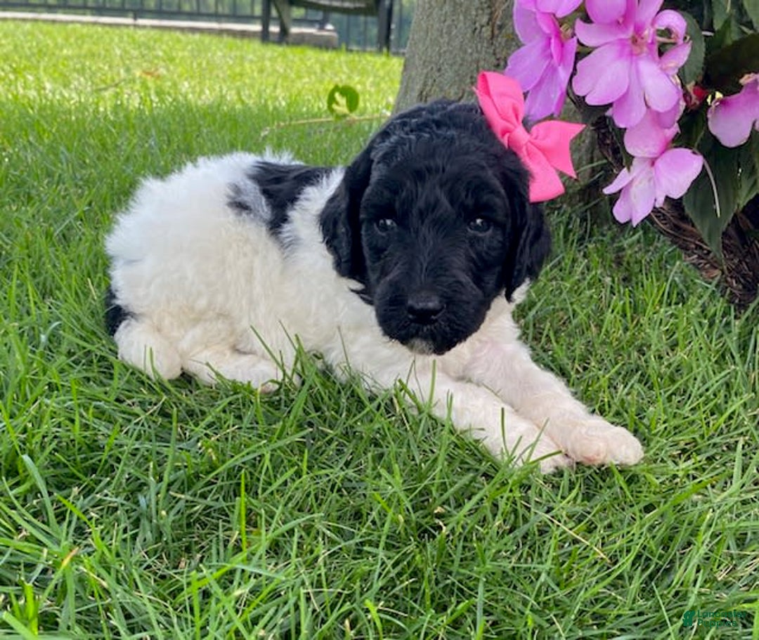 Standard Poodle dogs for sale: River - Image 3