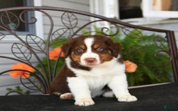Australian Shepherd dogs for sale: Lightning - Image 5
