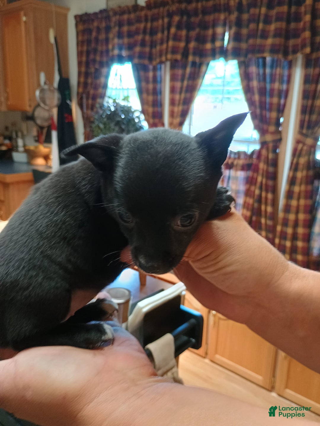 Chihuahua dogs for sale: Chihuahua 4 puppies - Image 27
