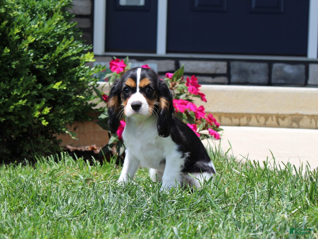 Cavalier King Charles Spaniel dogs for sale: Bear - Image 18