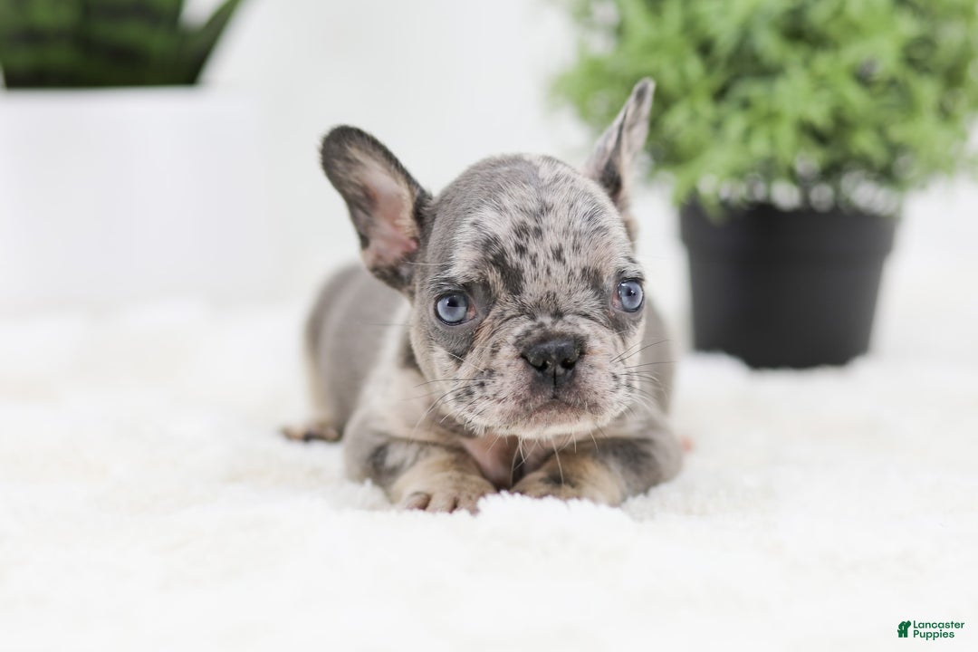 French Bulldog dogs for sale: Ralph - Image 7