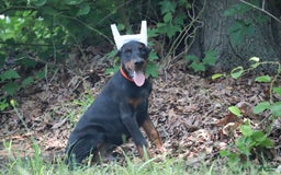 Doberman Pinscher dogs for sale: Storm - Image 8