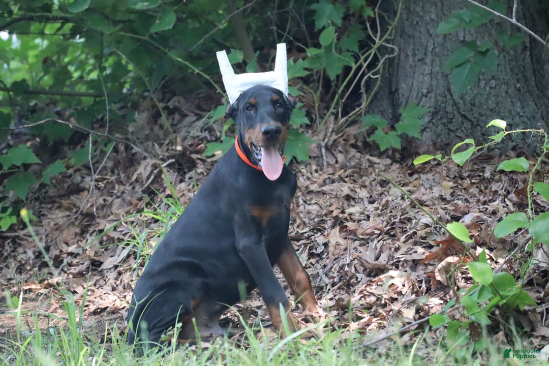 Doberman Pinscher dogs for sale: Storm - Image 8