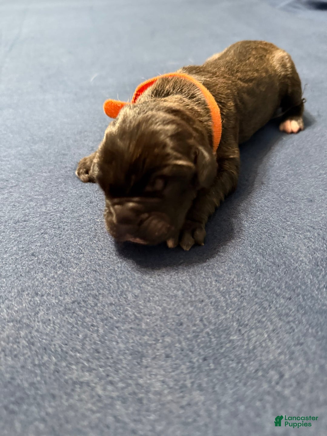 Cane Corso dogs for sale: Soni - Image 1