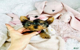 Yorkshire Terrier dogs for sale: Jewels - Image 1