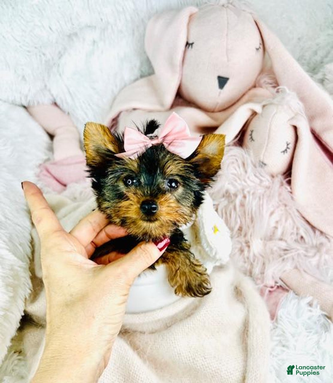 Yorkshire Terrier dogs for sale: Jewels - Image 1