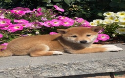 Shiba Inu dogs for sale: Indy - Image 4