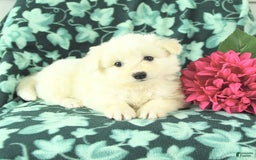 Eskipoo dogs for sale: Sweetheart - Image 1
