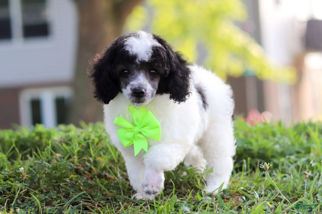 Miniature Poodle dogs for sale: Oreo - Image 12