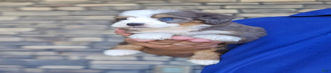 Cora