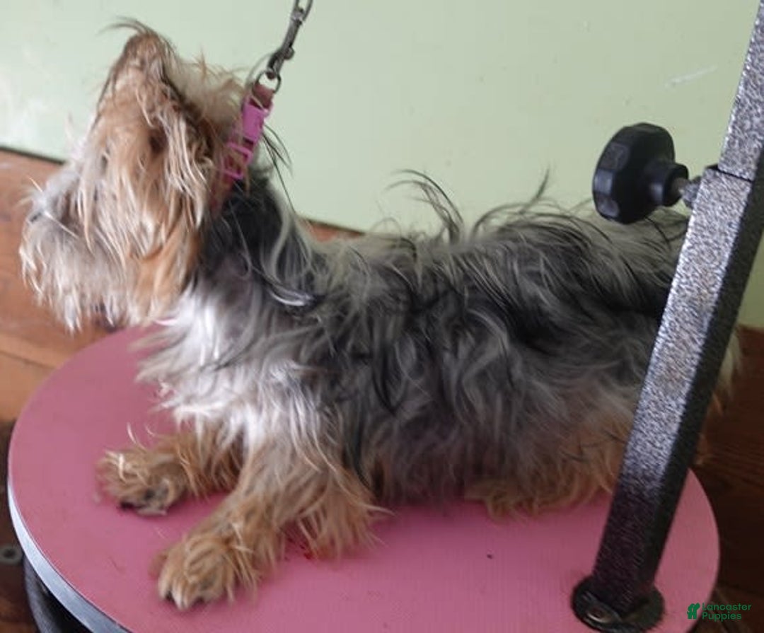 Yorkshire Terrier dogs for sale: Nessie - Image 1