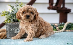 Cavapoo dogs for sale: Penelope - Image 3