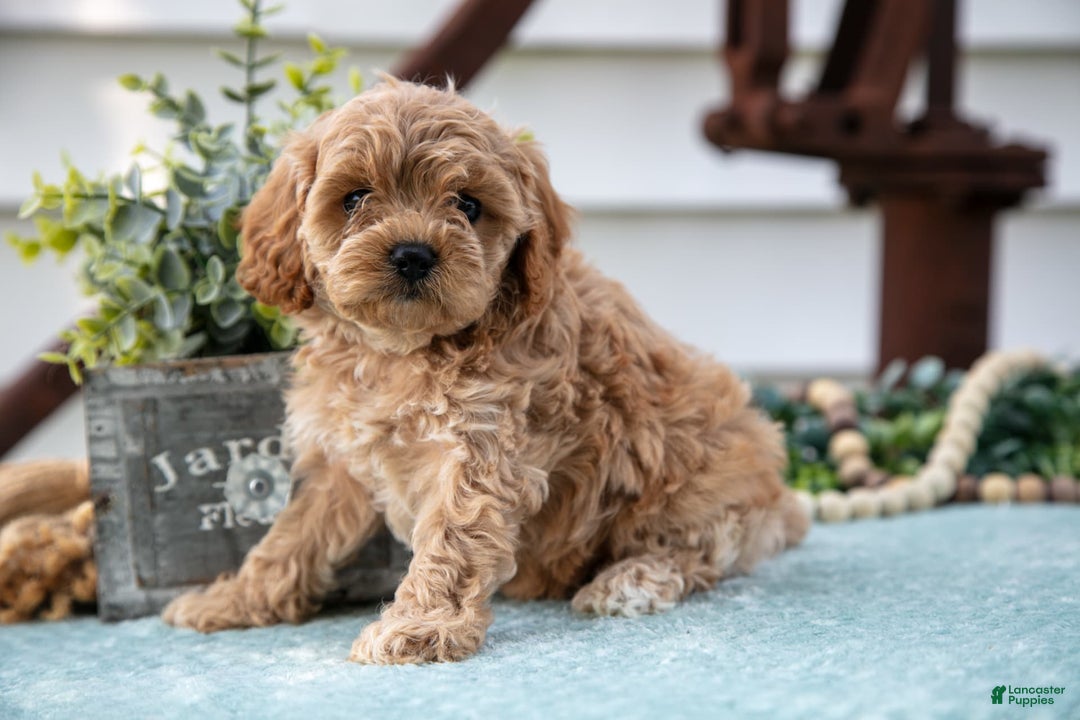 Cavapoo dogs for sale: Penelope - Image 3