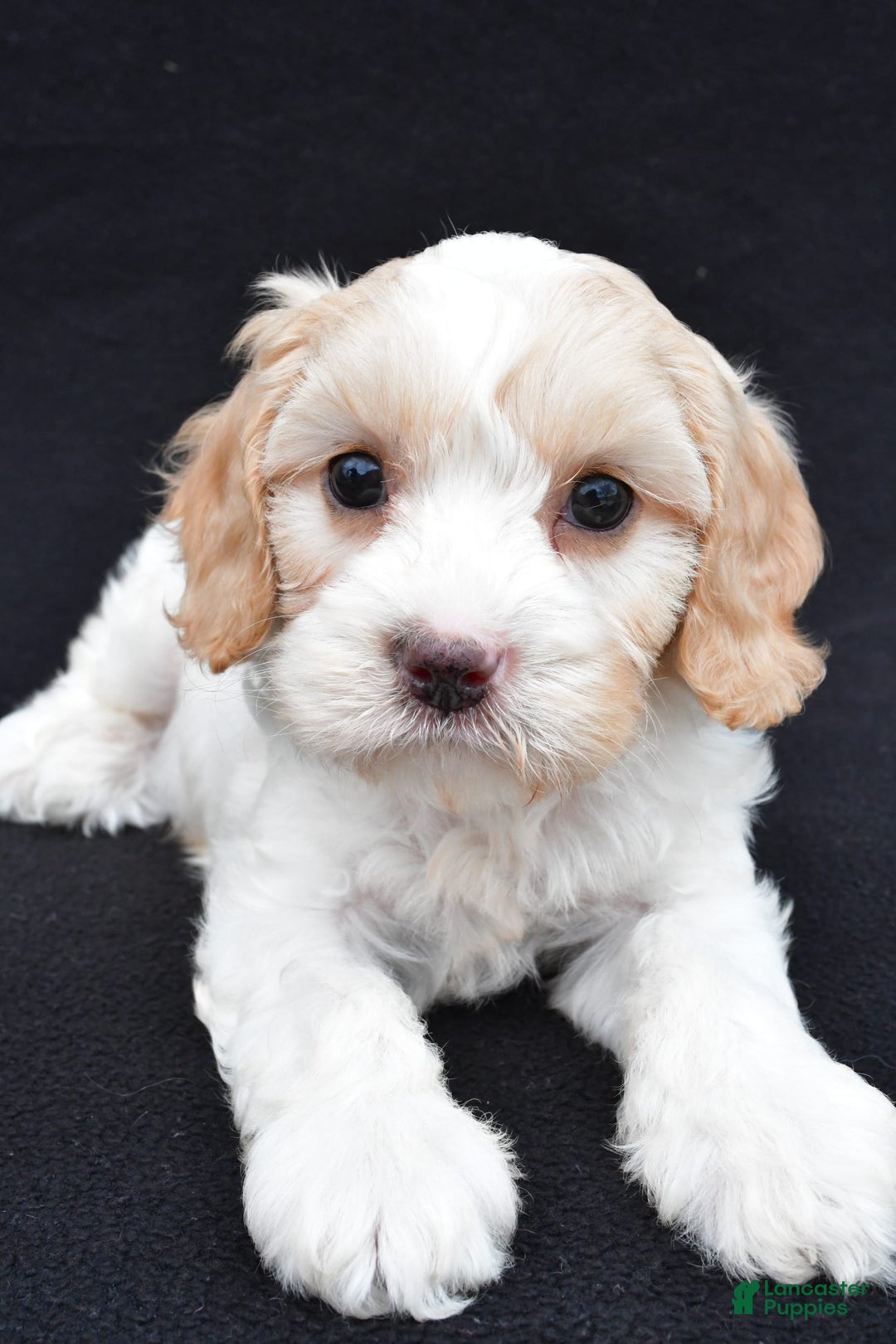 Cavapoo dogs for sale: Snickers - Image 9