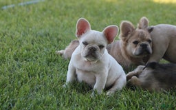 French Bulldog dogs for sale: French Bulldog 2 puppies - Image 2