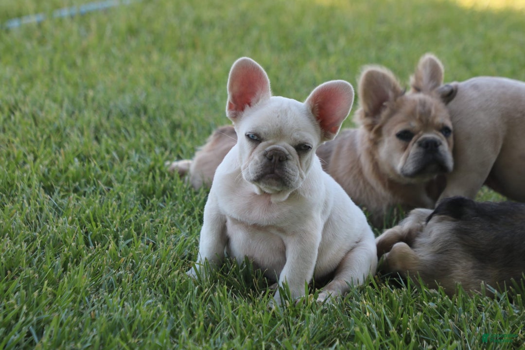 French Bulldog dogs for sale: French Bulldog 2 puppies - Image 2