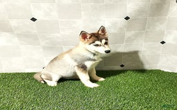 Siberian Husky dogs for sale: Lady - Image 5