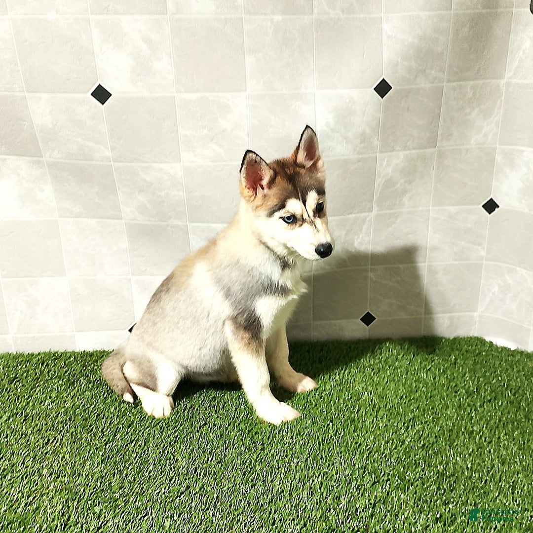 Siberian Husky dogs for sale: Lady - Image 5