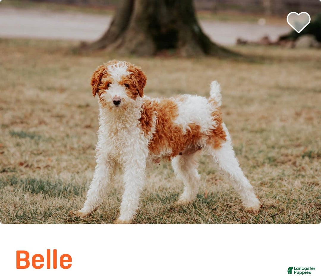 Miniature Poodle dogs for stud: Ash - Image 4