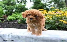 Cockapoo dogs for sale: Freeda - Image 3