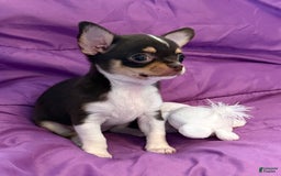 Chihuahua dogs for sale: Fancy Stance - Image 10