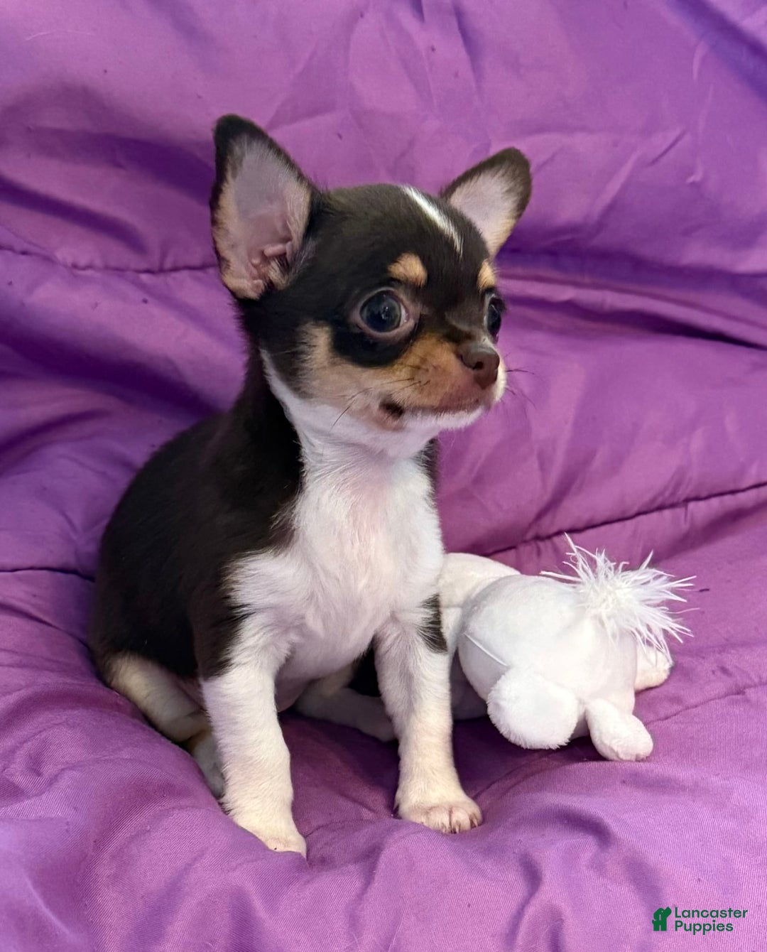 Chihuahua dogs for sale: Fancy Stance - Image 10