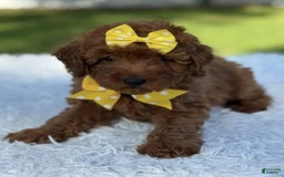 Goldendoodle dogs for sale: Mila - Image 6