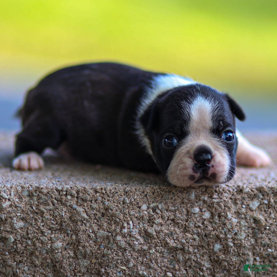 Boston Terrier dogs for sale: Daffodil - Image 3