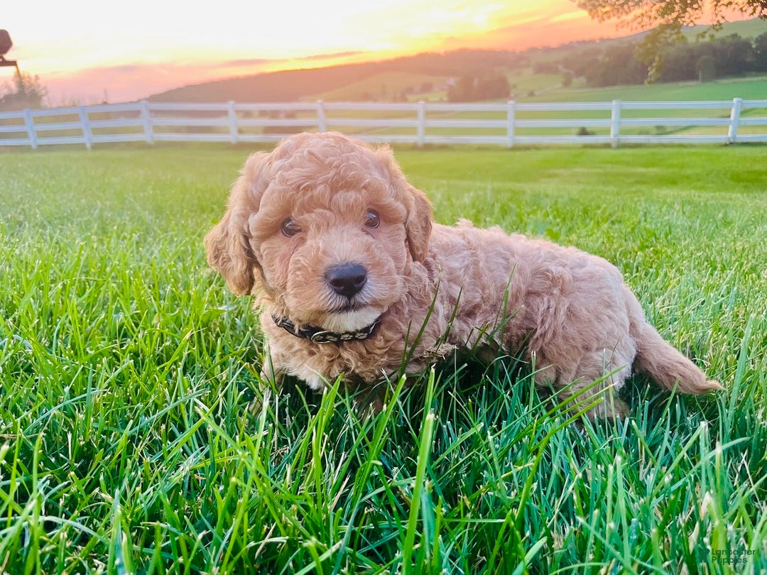 Mini Goldendoodle dogs for sale: Dakota - Image 2