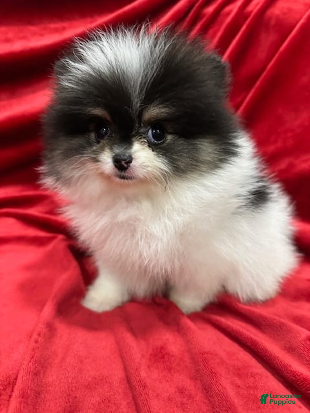 Pomeranian dogs for sale: Minnie - Image 11