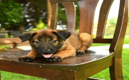 Belgian Malinois dogs for sale: August - Image 2
