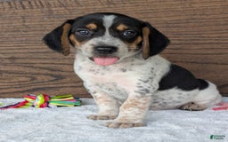Beagle dogs for sale: Riley - Image 5