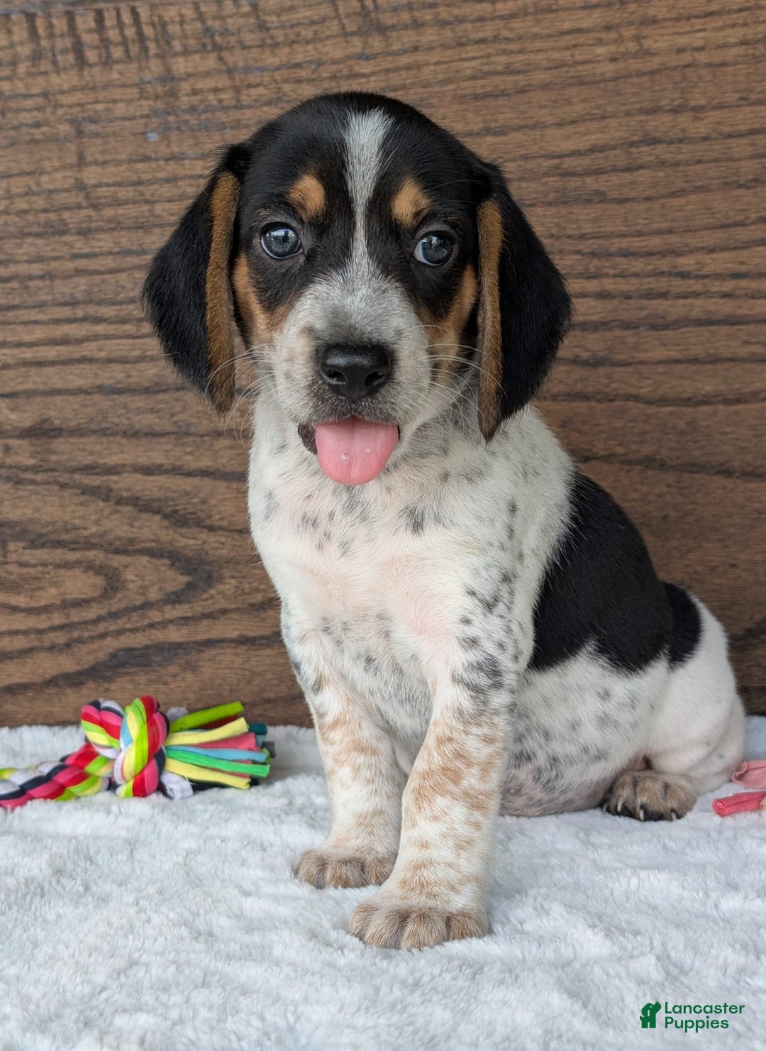 Beagle dogs for sale: Riley - Image 5