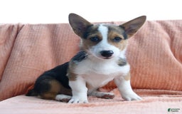 Welsh Corgi Pembroke dogs for sale: Lightning - Image 10