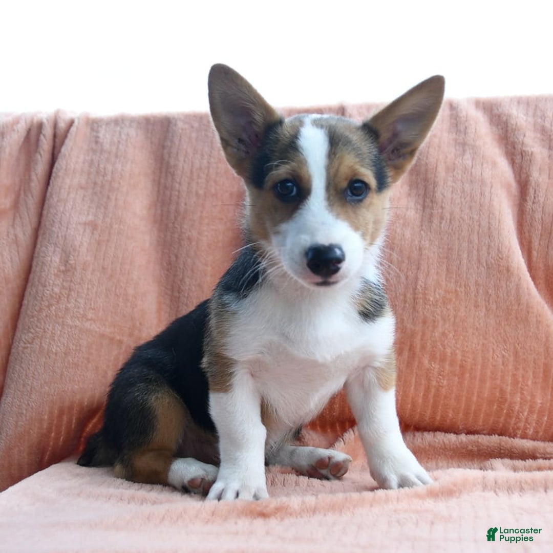 Welsh Corgi Pembroke dogs for sale: Lightning - Image 10