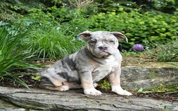 Olde English Bulldogge dogs for sale: Pearl - Image 7