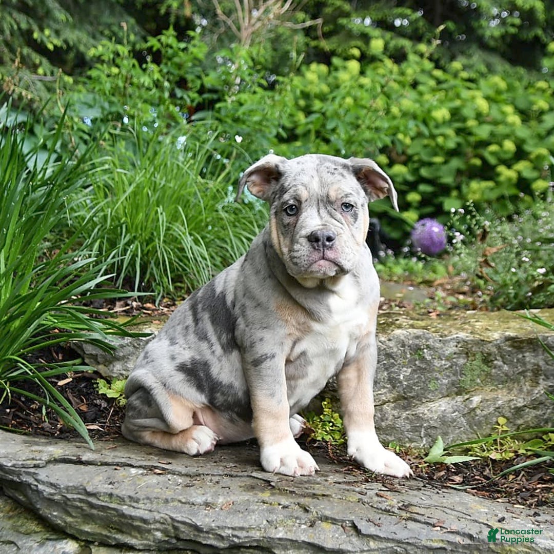 Olde English Bulldogge dogs for sale: Pearl - Image 7