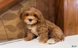 Cavapoo dogs for sale: Max - Image 2